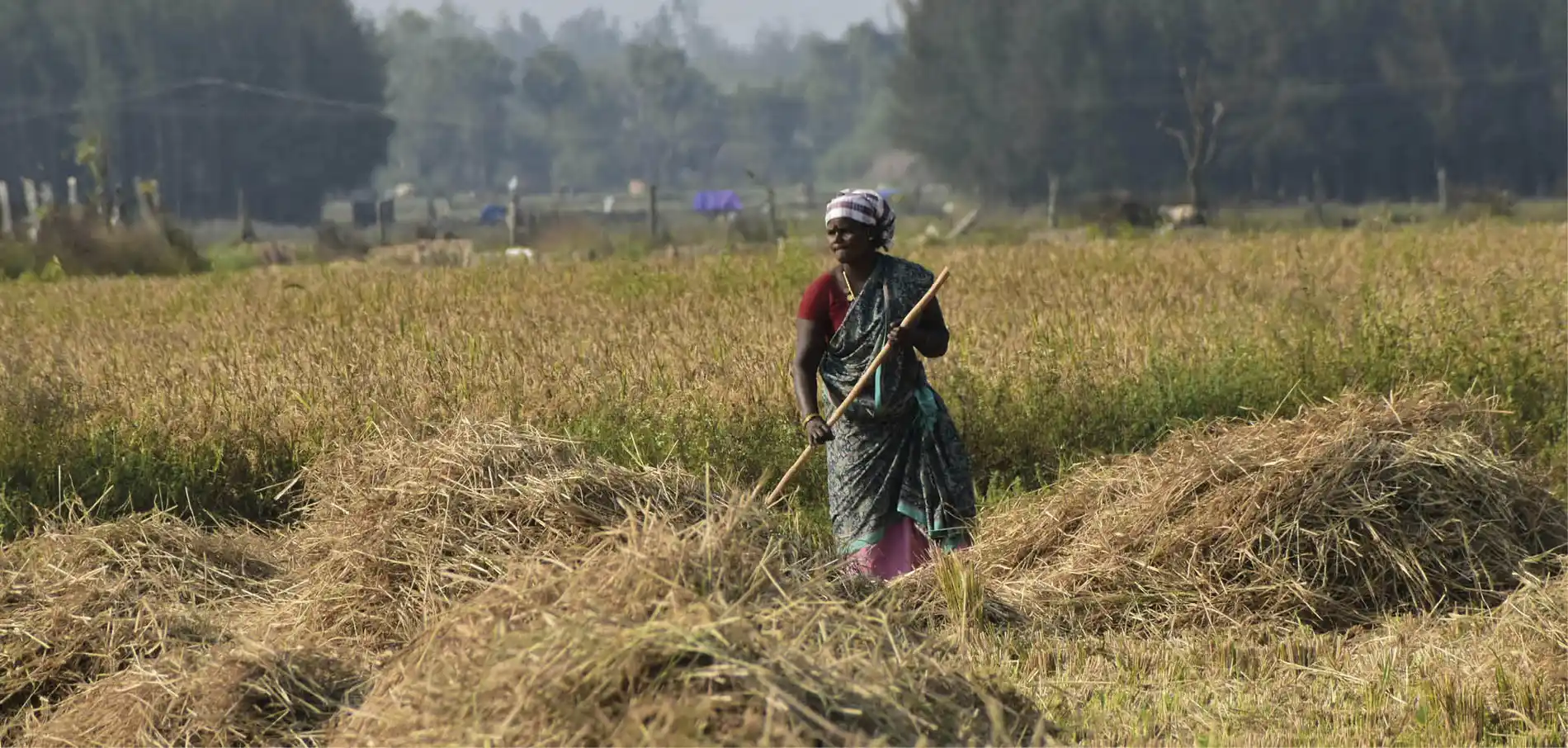 pexels-kamakshi-72543796-30374620 Inovações microbianas para combater as mudanças climáticas