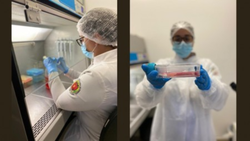 photo-2 Canabidiol pode promover a regeneração dentária em condições inflamatórias, aponta estudo