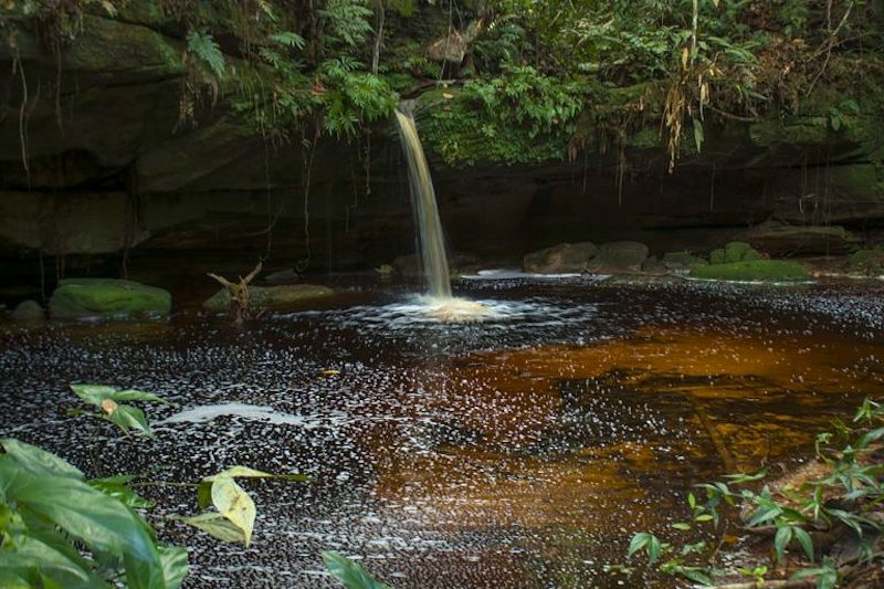 preservar 80 porcento da amazonia foto meyriane de mira teixeira parque nacional do jau