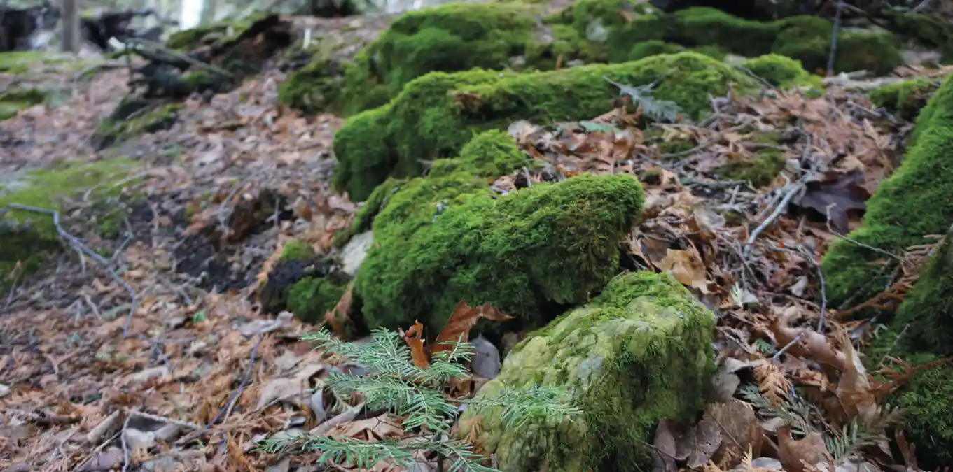 Árvores mortas fervilham de vida
