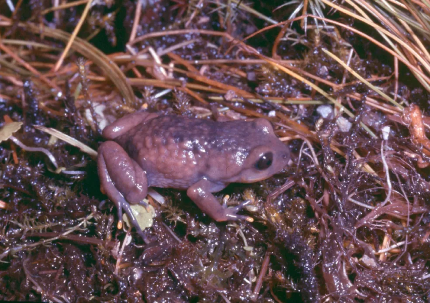 whatsapp-image-2023-09-19-at-10.40.23 Oito espécies da fauna brasileiras sob risco de extinção