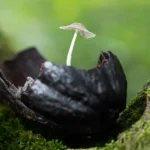 A vida invisível dos fungos amazônicos aliados silenciosos do ecossistema