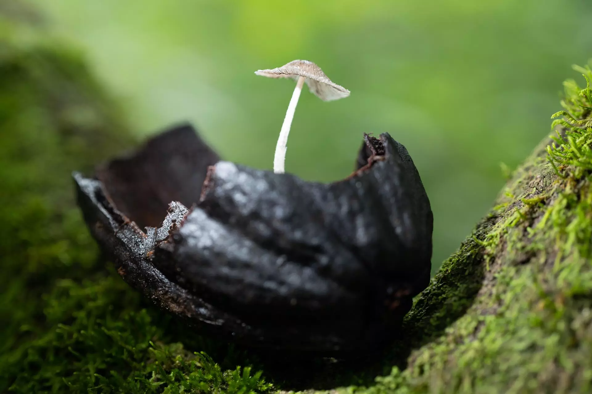 A vida invisível dos fungos amazônicos aliados silenciosos do ecossistema 7 13 fungos dromomanos sumauma AF 1920x1280 1