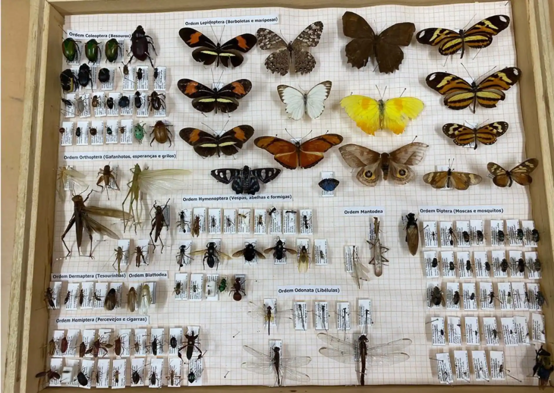 20220208_gaveta-1024x727-1 Pequenos insetos, grandes alertas sobre o meio ambiente