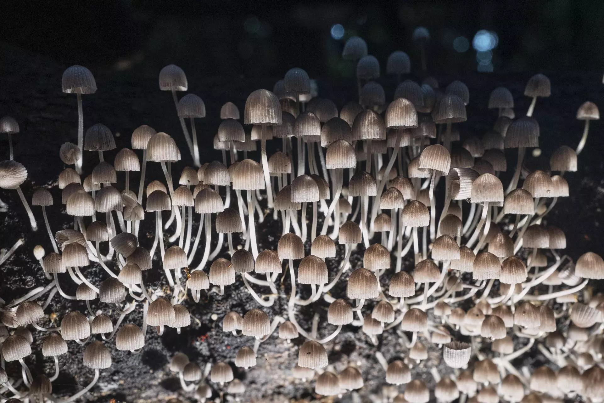 31_20230419_L1150705_AF-1-1920x1280-1 A vida invisível dos fungos amazônicos aliados silenciosos do ecossistema