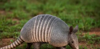 5 curiosidades incríveis sobre o tatu que quase ninguém conhece