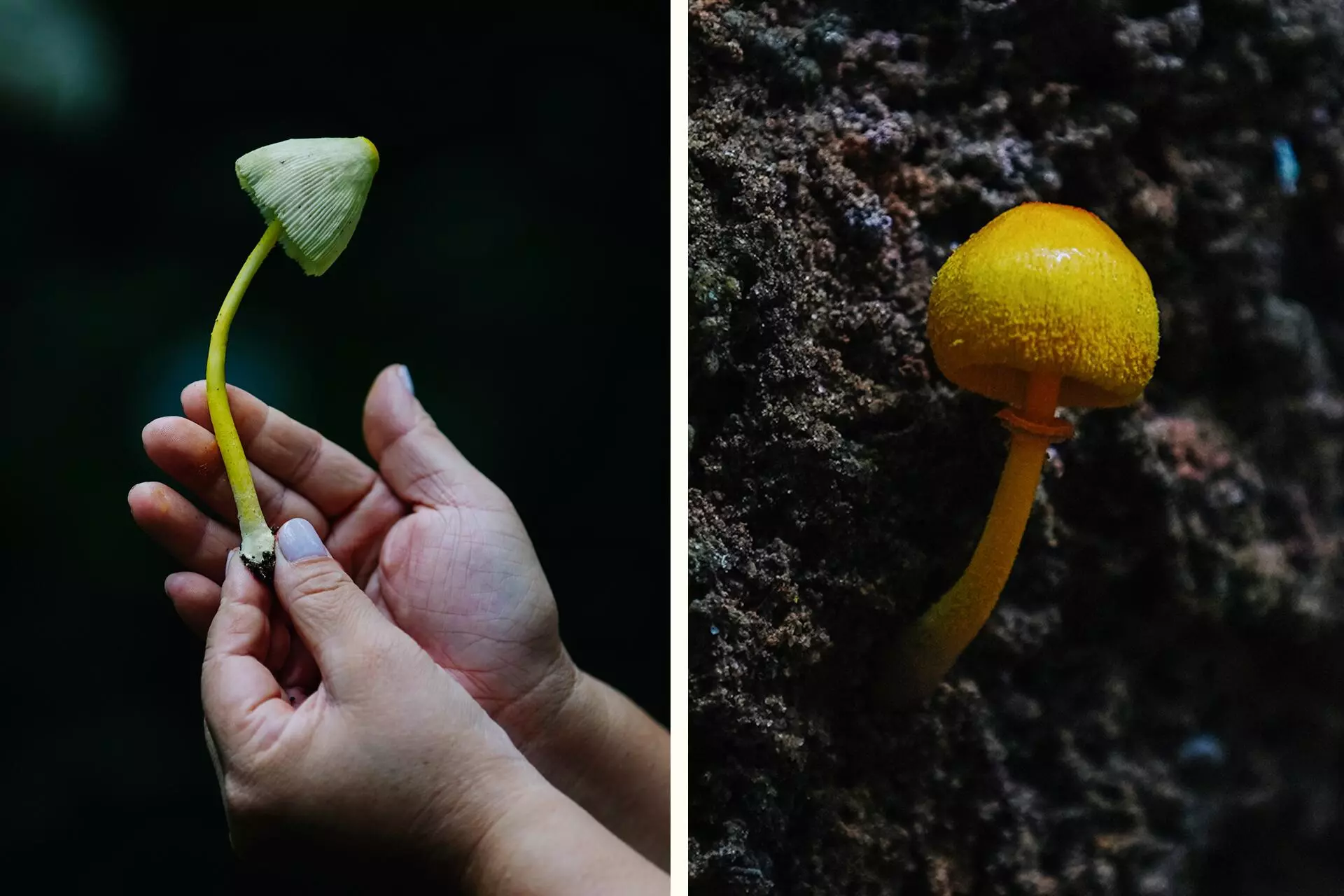 5_fungos_dromomanos_sumauma-1920x1280-1 A vida invisível dos fungos amazônicos aliados silenciosos do ecossistema