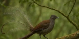 6 curiosidades sobre o pássaro-lira que imita choro de crianças e alarmes