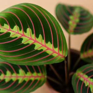 6 passos para multiplicar sua maranta tricolor sem mistério 6 passos para multiplicar sua maranta tricolor sem mistério