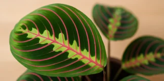6 passos para multiplicar sua maranta tricolor sem mistério