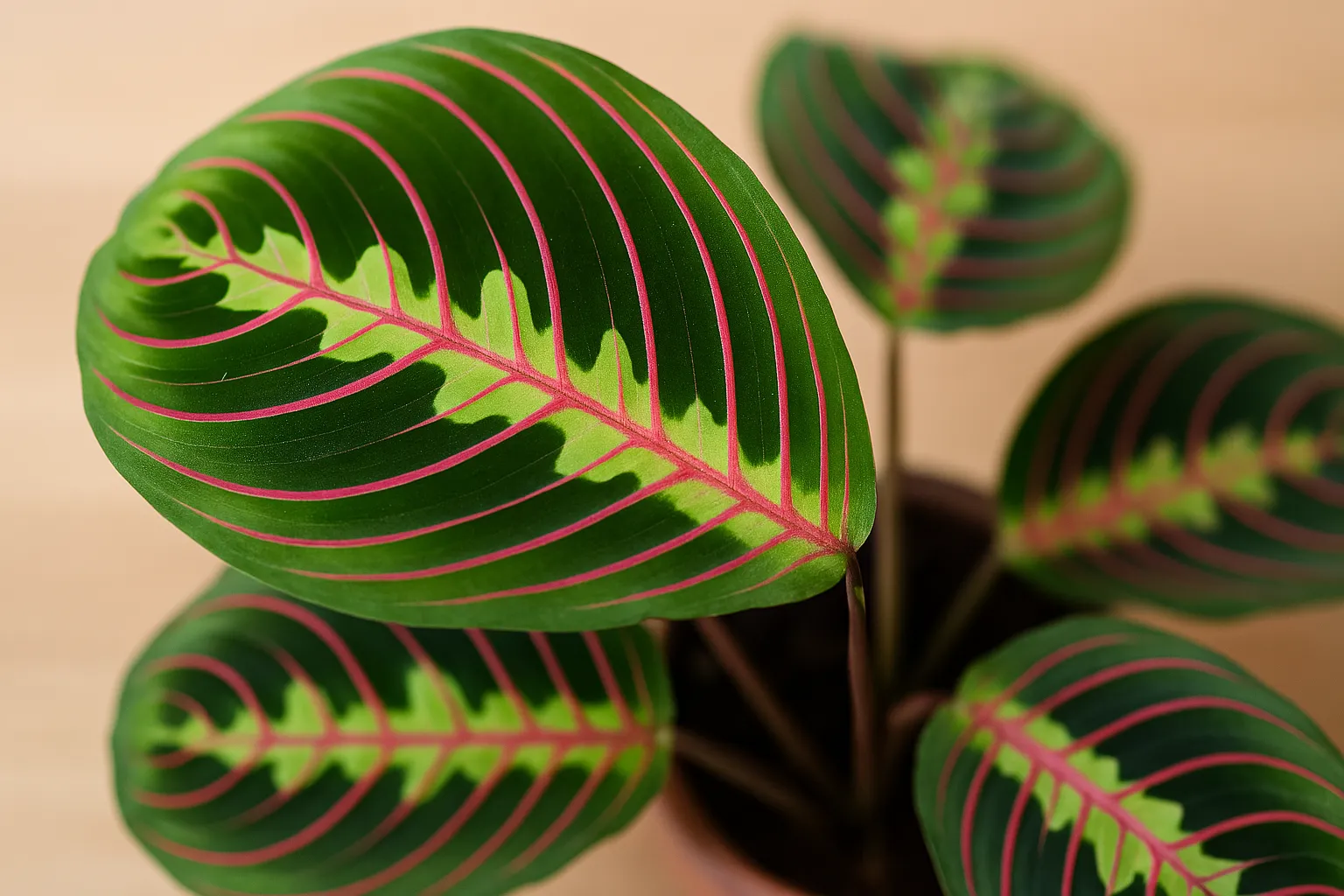 6 passos para multiplicar sua maranta tricolor sem mistério 2 6 passos para multiplicar sua maranta tricolor sem mistério