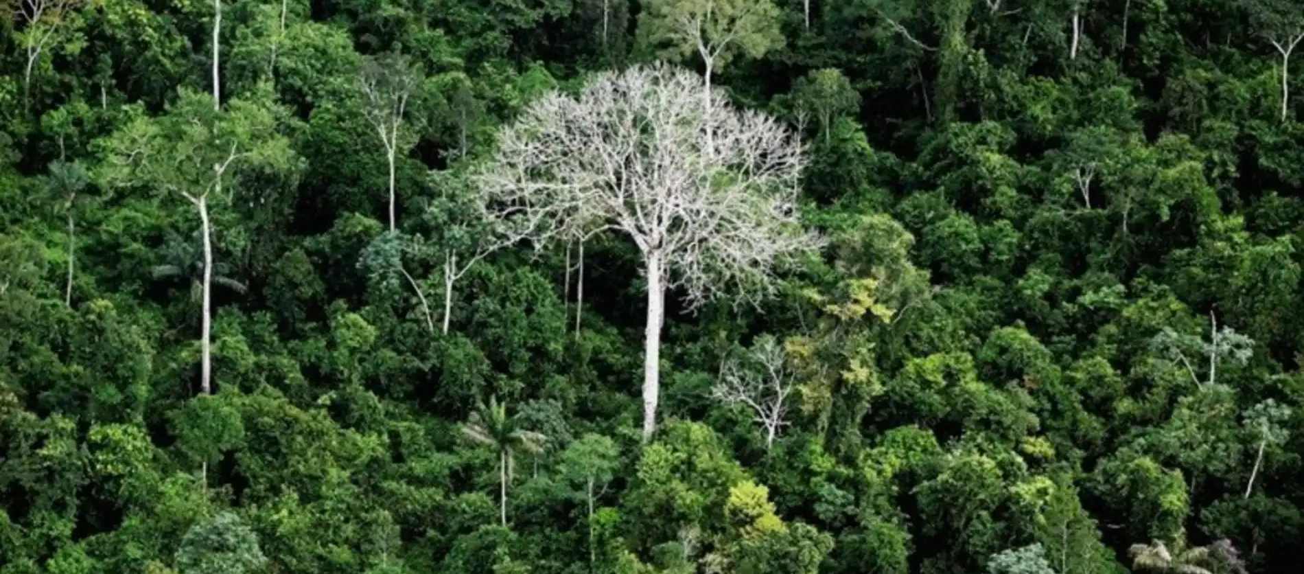 90381870_mediaitem90381869-e1745697647931 Árvores Amazônicas que conectam ecossistemas invisíveis