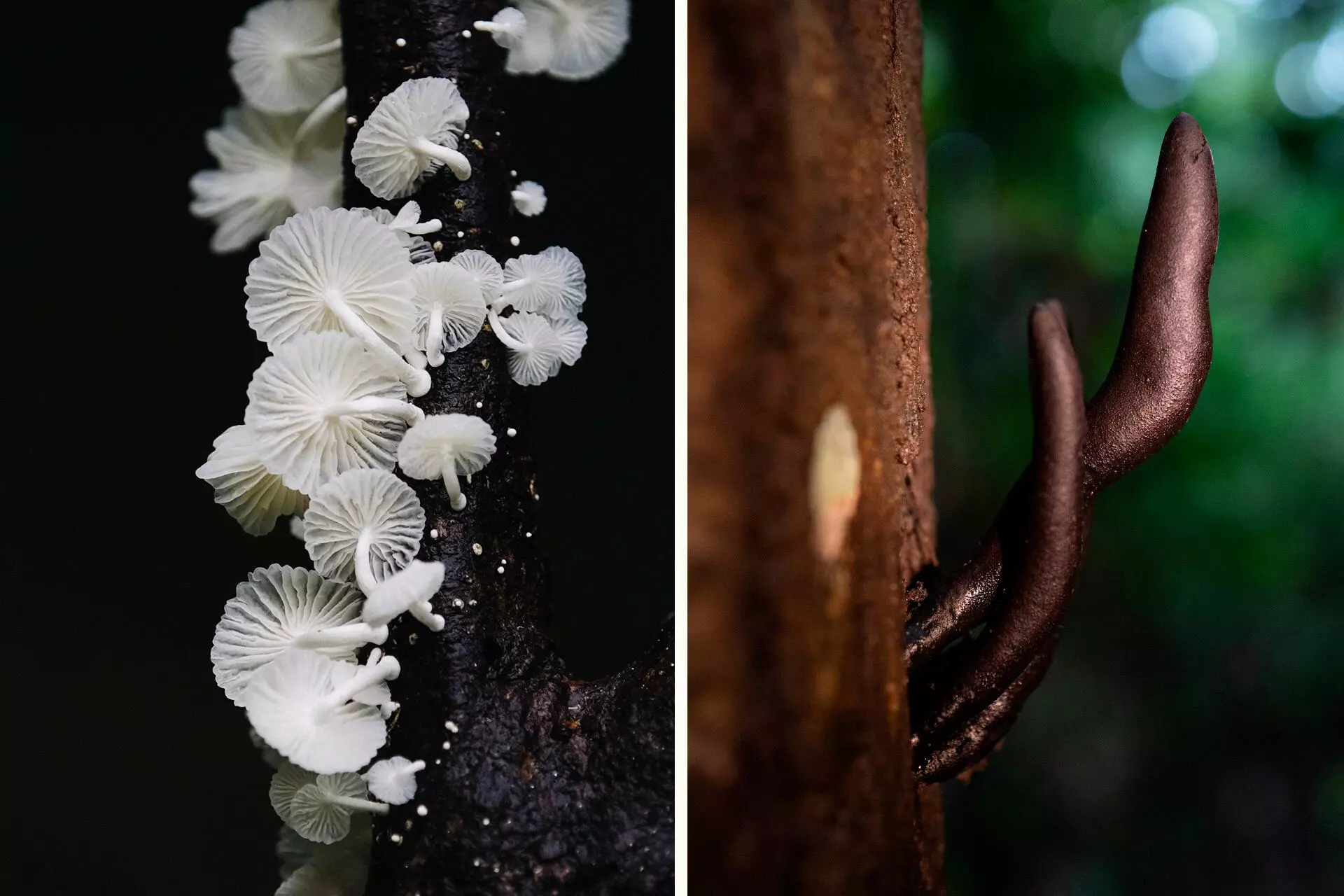 9_fungos_dromo_suma_CB_AF-1920x1280-1 A vida invisível dos fungos amazônicos aliados silenciosos do ecossistema