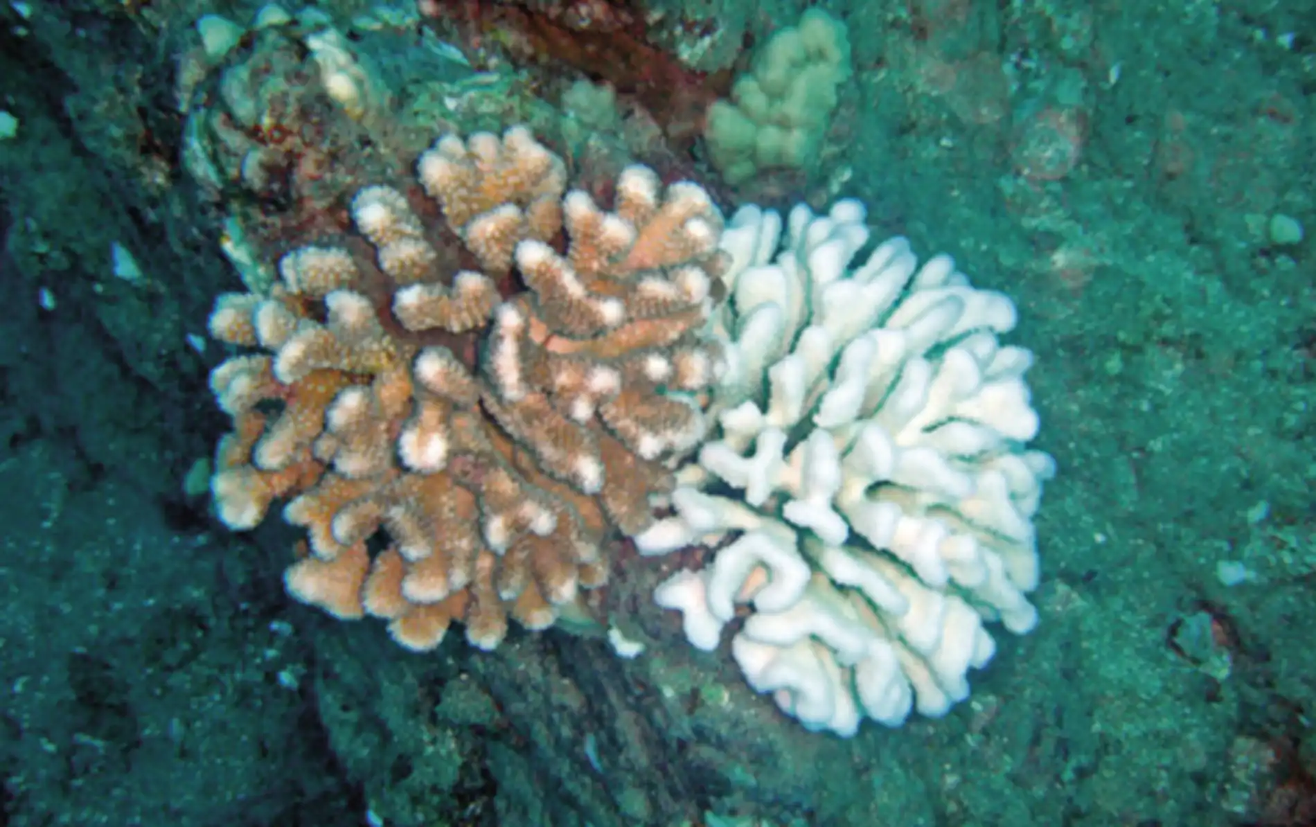 A colônia à esquerda permanece sem branqueamento 