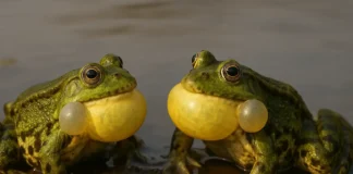 Amor selvagem rituais de acasalamento que parecem danças coreografadas