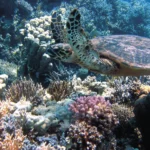 Alterações climáticas são agora a principal ameaça às espécies ameaçadas Mudança climática é hoje a maior ameaça à biodiversidade