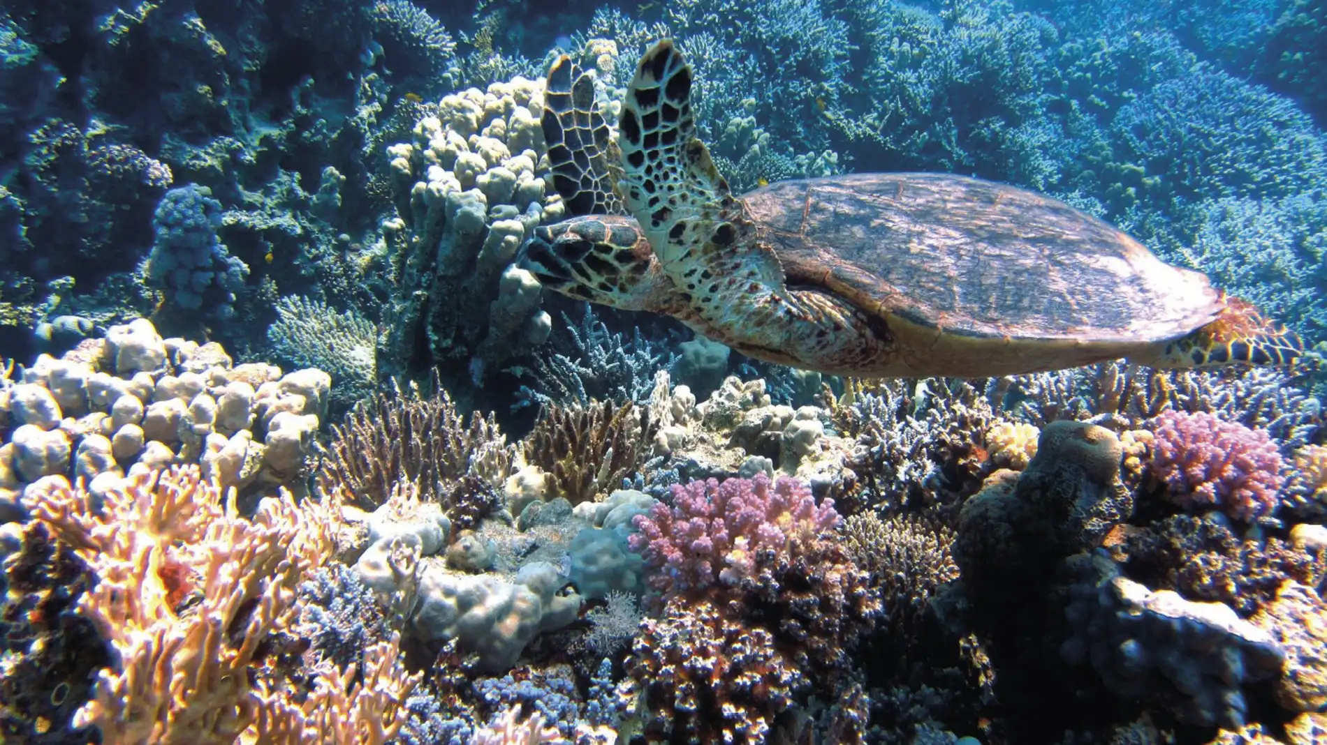 Mudança climática é hoje a maior ameaça à biodiversidade