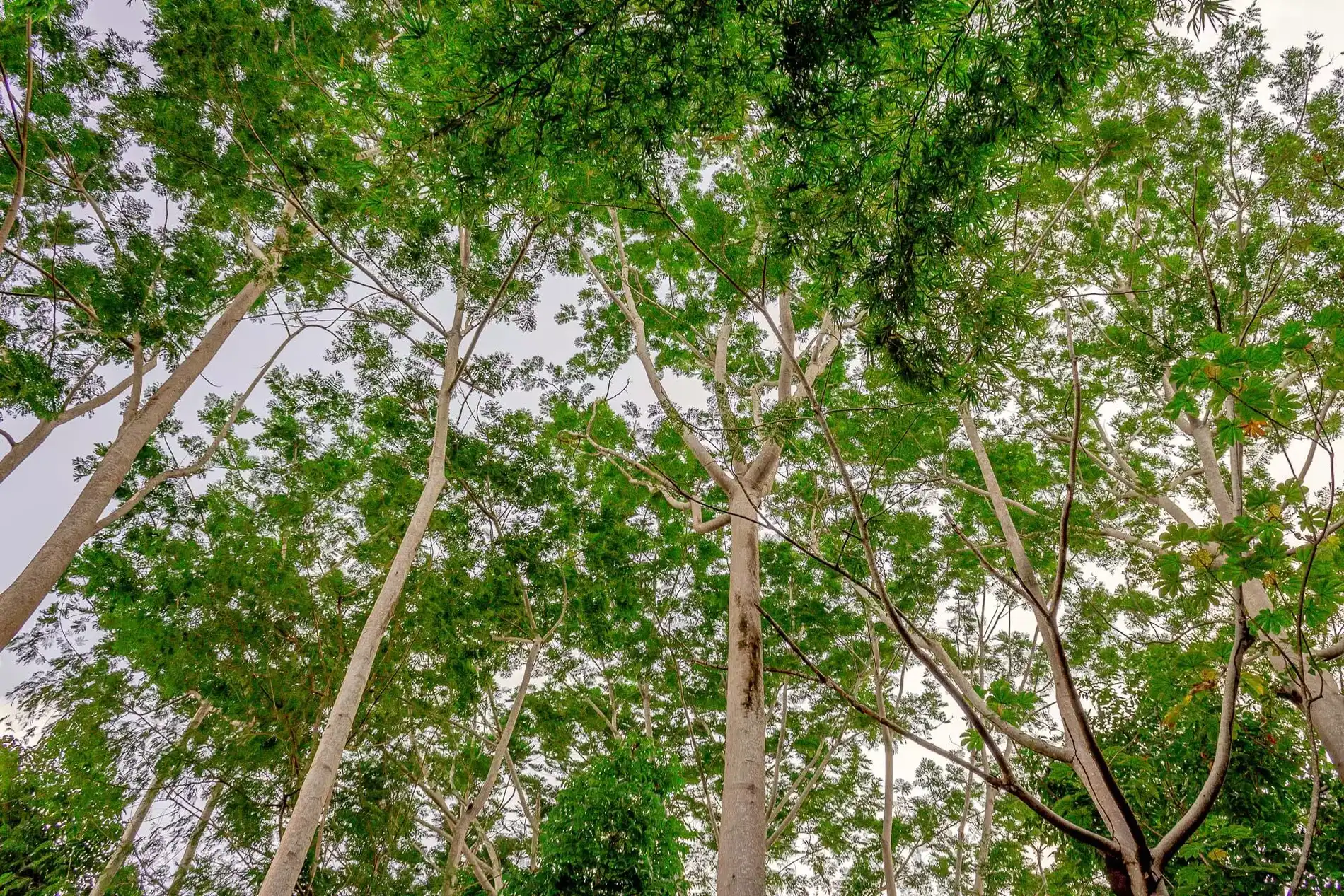 Avores-envenenadas-Soll-Sumauma-1920x1280-1 Árvores Amazônicas que conectam ecossistemas invisíveis