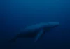 Baleia de 52 hertz: Saiba como é a vida do animal mais solitário do mundo Baleia de 52 hertz Saiba como é a vida do animal mais solitário do mundo