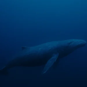 Baleia de 52 hertz: Saiba como é a vida do animal mais solitário do mundo Baleia de 52 hertz Saiba como é a vida do animal mais solitário do mundo