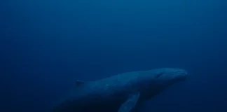 Baleia de 52 hertz Saiba como é a vida do animal mais solitário do mundo