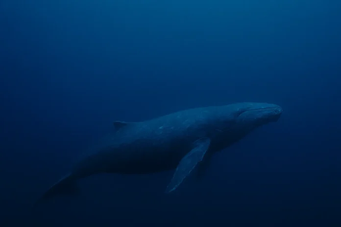 Baleia de 52 hertz Saiba como é a vida do animal mais solitário do mundo