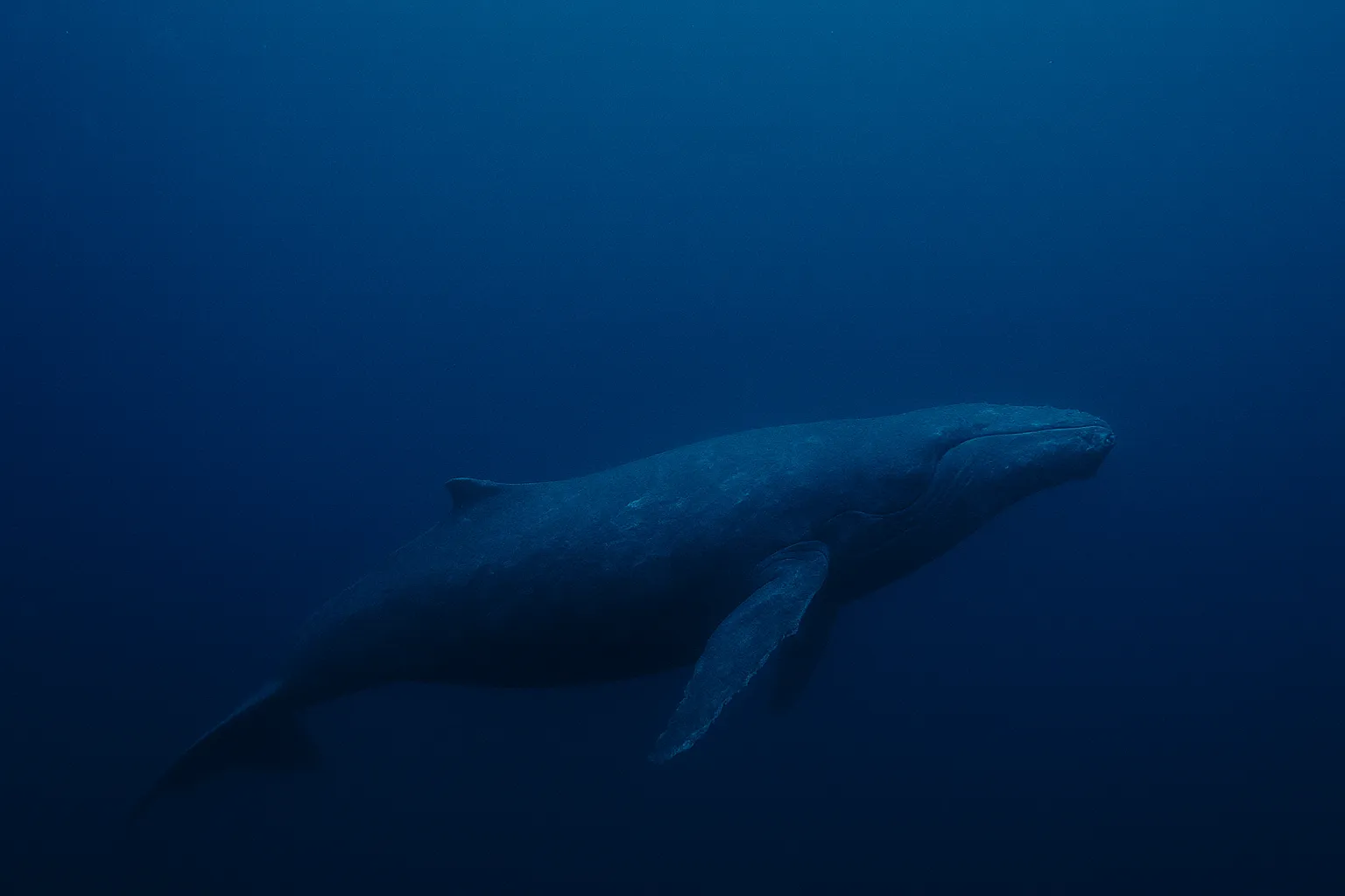 Baleia de 52 hertz: Saiba como é a vida do animal mais solitário do mundo 1 Baleia de 52 hertz Saiba como é a vida do animal mais solitário do mundo