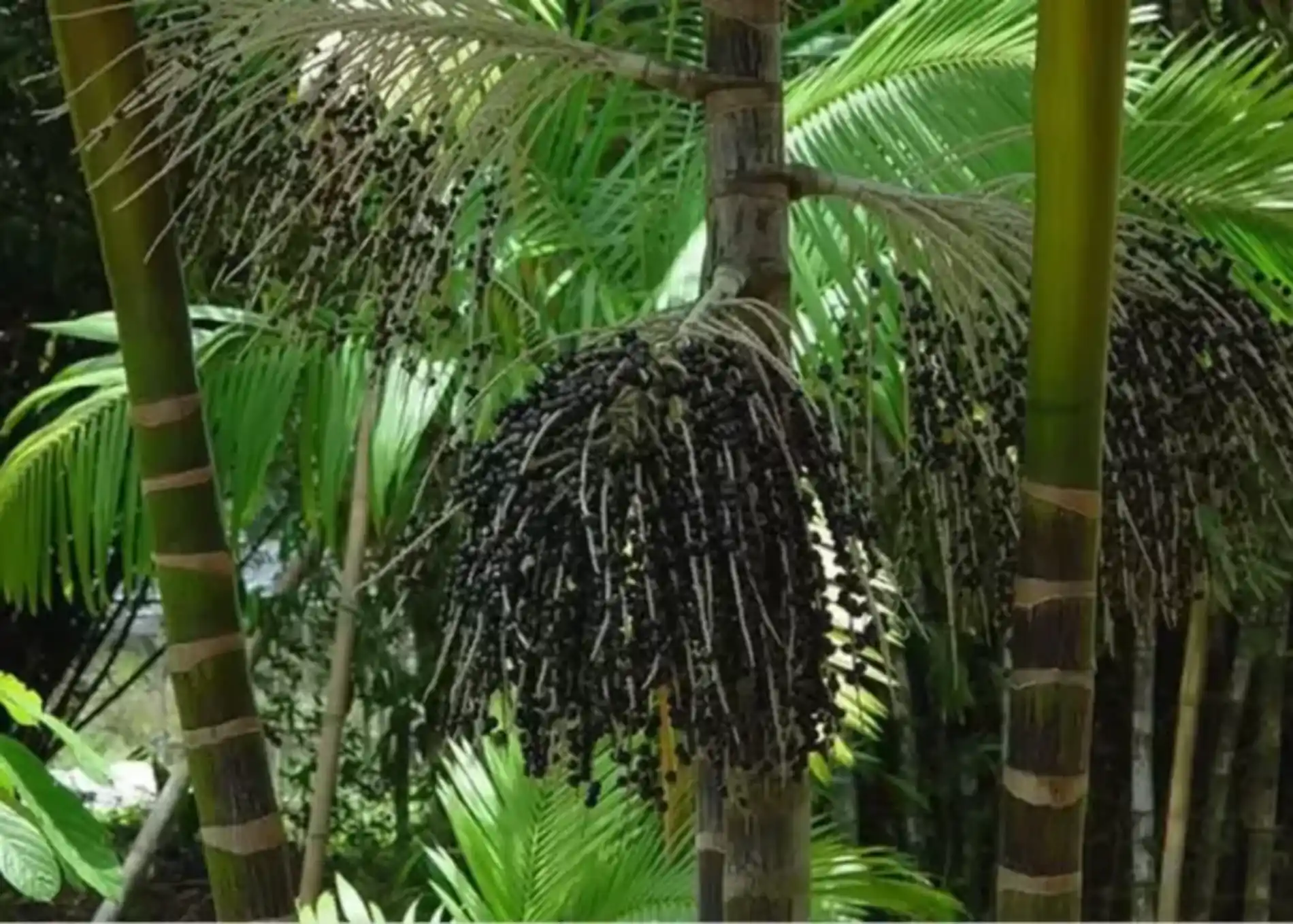 Palmeiras da Amazônia tudo se aproveita, nada se perde 3 Captura de tela 2024 03 11 110202 1