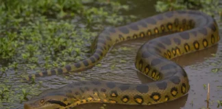 Cobra sucuri onde ela vive, o que come e quando pode representar perigo