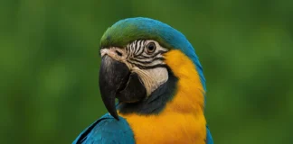 Como a arara pode viver até 80 anos e o que isso revela sobre inteligência