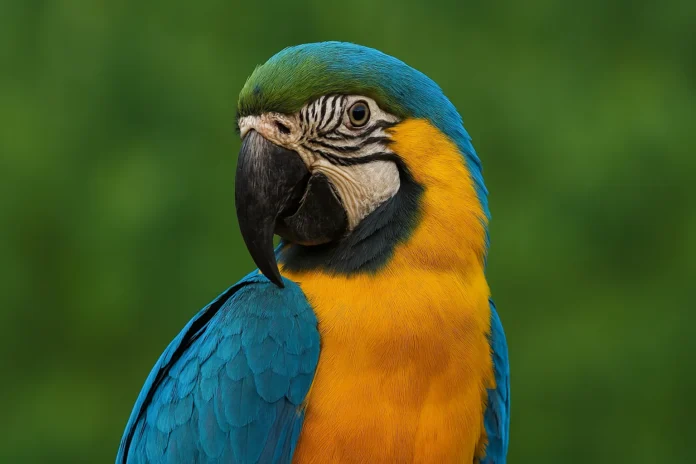 Como a arara pode viver até 80 anos e o que isso revela sobre inteligência