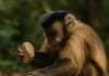 Como o macaco-prego usa pedras como ferramentas para conseguir comida Como o macaco-prego usa pedras como ferramentas para conseguir comida