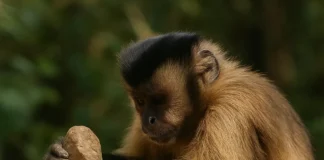 Como o macaco-prego usa pedras como ferramentas para conseguir comida