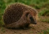 Como o ouriço-cacheiro se protege de predadores com espinhos inteligentes Como o ouriço-cacheiro se protege de predadores com espinhos inteligentes
