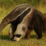 Como o tamanduá-bandeira localiza cupins e formigas mesmo sem enxergar bem