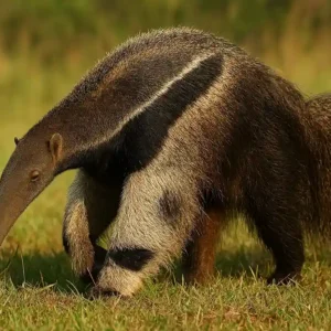 Como o tamanduá-bandeira localiza cupins e formigas mesmo sem enxergar bem Como o tamanduá-bandeira localiza cupins e formigas mesmo sem enxergar bem