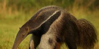 Como o tamanduá-bandeira localiza cupins e formigas mesmo sem enxergar bem