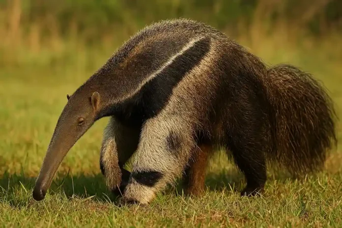 Como o tamanduá-bandeira localiza cupins e formigas mesmo sem enxergar bem