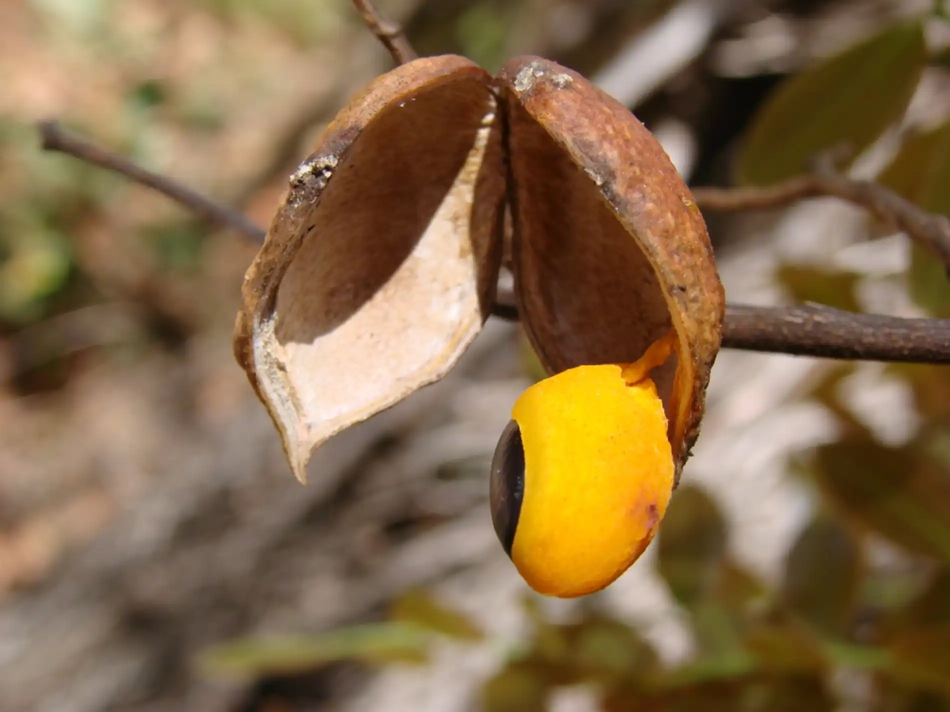 Copaifera_langsdorffii_fruit-joao-medeiros Os aromas naturais da floresta e sua aplicação
