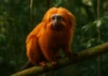 Descubra por que o mico-leão-dourado precisa de corredores ecológicos para sobreviver Descubra por que o mico-leão-dourado precisa de corredores ecológicos para sobreviver