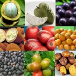 Frutas nativas da Amazônia em compotas, sorvetes e sobremesas