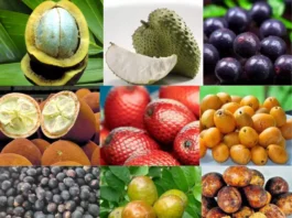 Frutas nativas da Amazônia em compotas, sorvetes e sobremesas