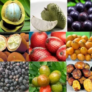 Frutas nativas da Amazônia em compotas, sorvetes e sobremesas Frutas nativas da Amazônia em compotas, sorvetes e sobremesas