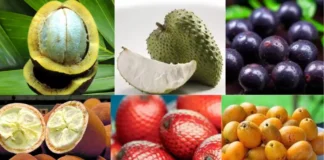 Frutas nativas da Amazônia em compotas, sorvetes e sobremesas