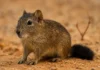 Este pequeno roedor da caatinga tem uma tática genial de sobrevivência O rato-boiadeiro sobrevive à seca da caatinga sem beber água e armazena gordura na cauda.