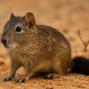 Este pequeno roedor da caatinga tem uma tática genial de sobrevivência O rato-boiadeiro sobrevive à seca da caatinga sem beber água e armazena gordura na cauda.