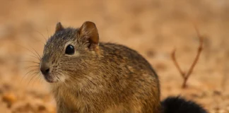 O rato-boiadeiro sobrevive à seca da caatinga sem beber água e armazena gordura na cauda.