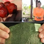 Bioplástico Amazônico, o Futuro Sustentável da Floresta Estudante brasileira cria bioplástico ecológico feito de buriti