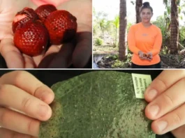 Estudante brasileira cria bioplástico ecológico feito de buriti
