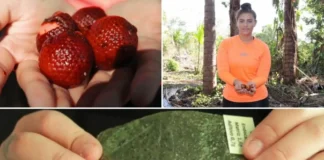 Estudante brasileira cria bioplástico ecológico feito de buriti